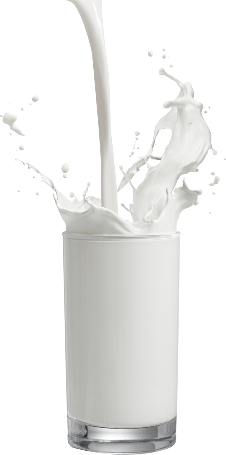 Birch Tree Full Cream Birch Tree